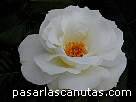 foto de rosa Margaret Merrill de Harkness - fotos flores rosas -