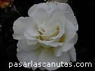 foto de rosa Margaret Merrill de Harkness 2 - fotos flores rosas -