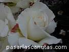 foto de rosa Margaret Merrill de Harkness 3 - fotos flores rosas -