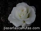foto de rosa Margaret Merrill de Harkness 4 - fotos flores rosas -