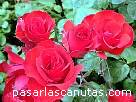 fotos de rosas La Sevillana de Meilland 4