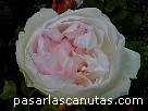 foto de rosa Sharifa Asma de David Austin