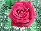 foto de rosa Papa Meilland de Meilland
