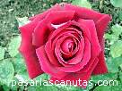 foto de rosa Papa Meilland de Meilland 2