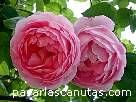 fotos de rosas Constance Spry de David Austin