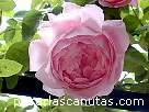 foto de rosa Constance Spry de David Austin 3