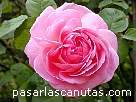 foto de rosa Constance Spry de David Austin 4