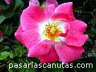 foto de rosa Candy Rose de Meilland