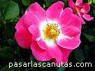 foto de rosa Candy Rose de Meilland 2