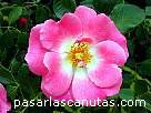 foto de rosa Candy Rose de Meilland 4