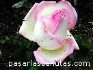 foto de rosa Princesa de M�naco de Meilland