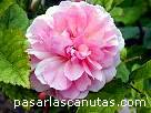 foto de rosa Cornelia de Pemberton - fotos flores -