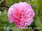 foto de rosa Cornelia de Pemberton - fotos flores -