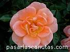 foto de rosa Horsholm city-rose de Poulsen - fotos flores -