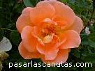 foto de rosa Horsholm city-rose de Poulsen 2 - fotos flores -
