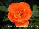 foto de rosa Horsholm city-rose de Poulsen 3 - fotos flores -