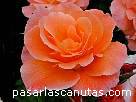 foto de rosa Elizabeth of Glamis de S. McGredy - fotos flores -