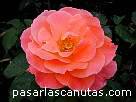 foto de rosa Elizabeth of Glamis de S. McGredy 2 - fotos flores -