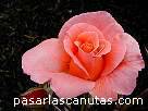 foto de rosa Elizabeth of Glamis de S. McGredy 3 - fotos flores -