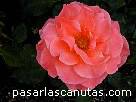 foto de rosa Elizabeth of Glamis de S. McGredy 4 - fotos flores -