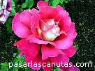 foto de rosa Cronenborg de S. McGredy - fotos flores -