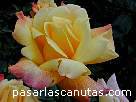 foto de rosa Sutters gold de Swin 2 - fotos flores -