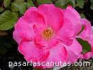 fotos de flores - rosa Priscilla Burton de S. McGredy