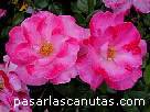 fotos de flores - rosas Priscilla Burton de S. McGredy 3