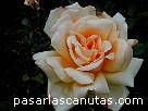 fotos de flores - rosa Montserrat de Camprub�