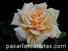 fotos de flores - rosa Montserrat de Camprub� 2