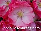 fotos de flores - rosas Angela de Kordes 5