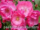 fotos de flores rosas - rosa Angela de Kordes 6