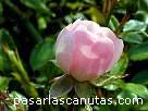 foto de rosa rosa The Fairy de Bentall