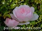 foto de rosa rosa The Fairy de Bentall