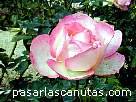 foto de rosa bicolor rosa y blanca Tourmaline de Delbard