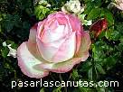 foto de rosa bicolor rosa y blanca Tourmaline de Delbard