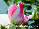 foto de rosa bicolor rosa y blanca Pink Bassino de Kordes