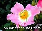 foto de rosa bicolor rosa y blanca Pink Bassino de Kordes