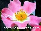 foto de rosa bicolor rosa y blanca Pink Bassino de Kordes