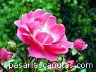 foto de rosa bicolor rosa y blanca Lovely Fairy de Vurens Spek