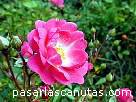 foto de rosa bicolor rosa y blanca Lovely Fairy de Vurens Spek