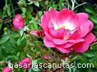 foto de rosa bicolor rosa y blanca Lovely Fairy de Vurens Spek