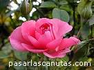 foto de rosa rosa Rosmarin 89 de Kordes