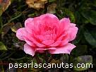foto de rosa rosa Rosmarin 89 de Kordes