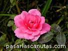 foto de rosa rosa Rosmarin 89 de Kordes