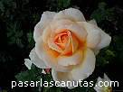 foto de rosa albaricoque Apricot Nectar de Boerner