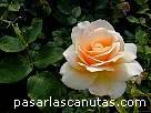 foto de rosa albaricoque Apricot Nectar de Boerner