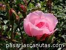 foto de rosa rosa Centenaire de Lourdes de Delbard-Chabert