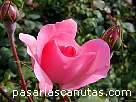 foto de rosa rosa Centenaire de Lourdes de Delbard-Chabert