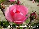foto de rosa rosa Centenaire de Lourdes de Delbard-Chabert